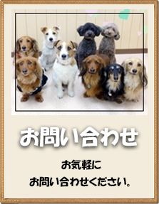 犬のようちえん 京阪大和田教室 大阪府門真市 子犬のしつけなら 犬のようちえん 京阪大和田教室へ トイレや無駄吠え 社会的マナーを通園して楽しく身につけさせてあげましょう 都島区 旭区 門真市 守口市対応 犬のようちえん 京阪大和田教室 大阪府門真市 子犬のしつけなら 犬のようちえん 京阪大和田教室へ トイレや無駄吠え 社会的マナーを通園して楽しく身につけさせてあげましょう 都島区 旭区 門真市 守口市対応